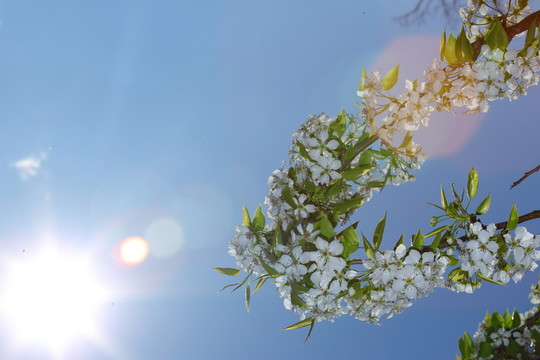 梨花