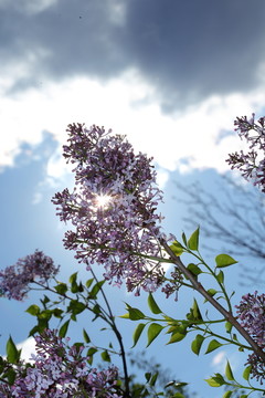 丁香花