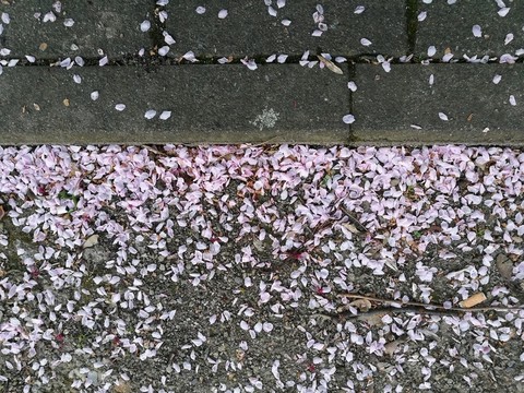铺满花瓣的地面