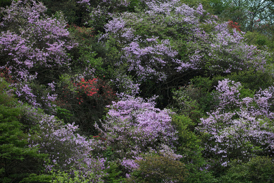 杜鵑花