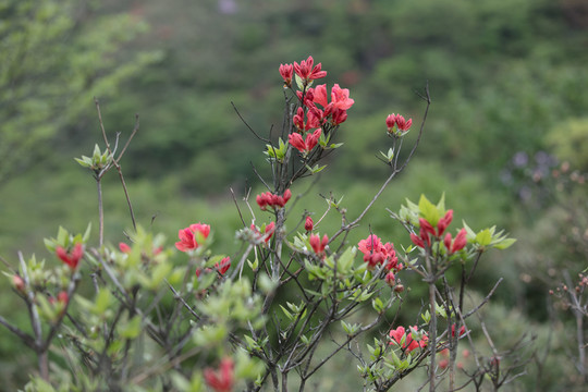 杜鵑花