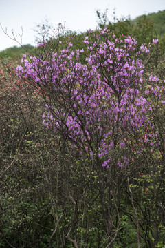 杜鵑花