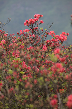 杜鵑花