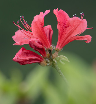 杜鵑花