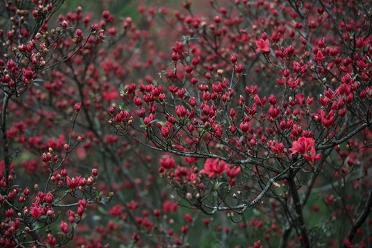 杜鵑花