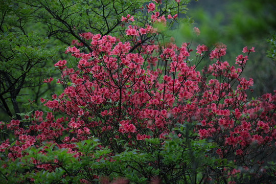 杜鵑花