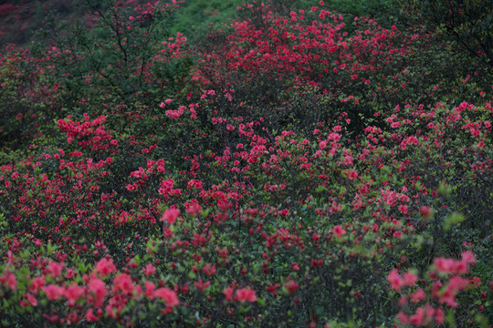 杜鵑花