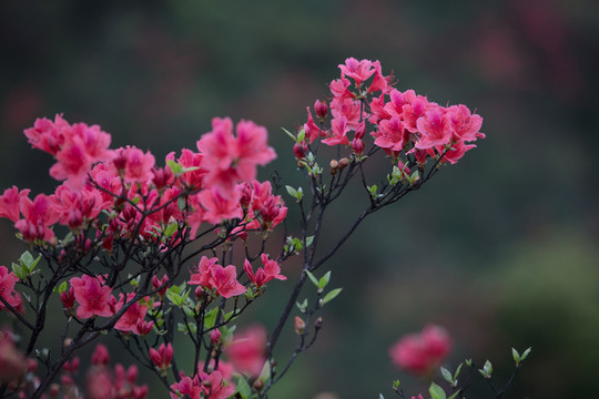 杜鵑花