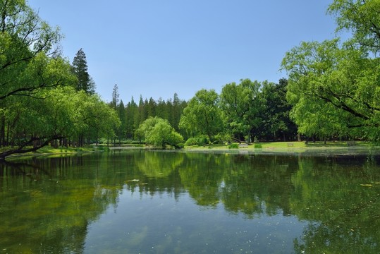 上海共青森林公園水景