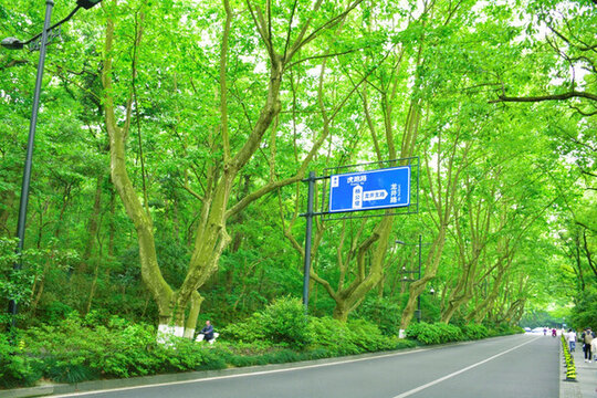 樹(shù)林小路