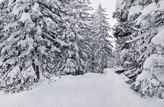 大興安嶺雪地