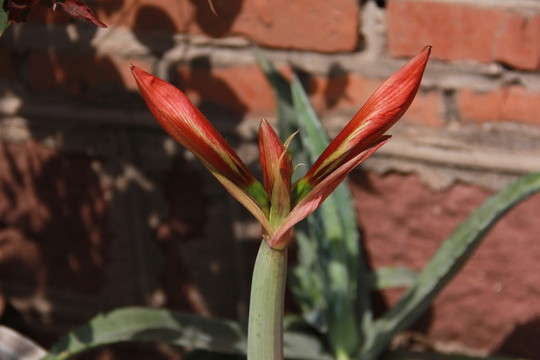 馬蹄蓮花 并提蓮花