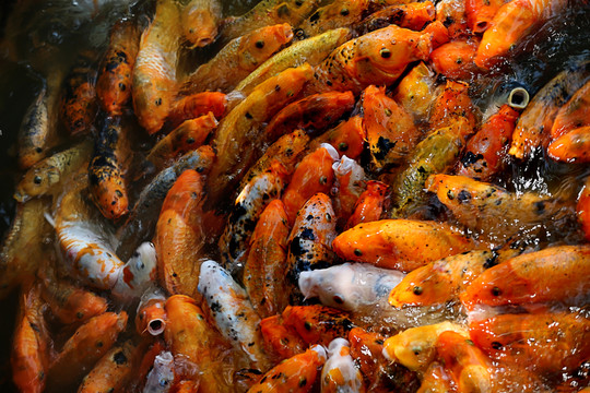 紅色鯉魚