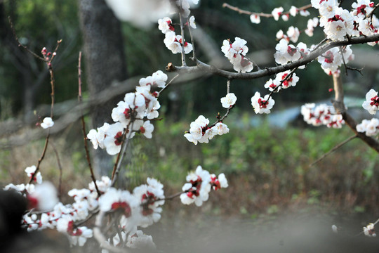 杏樹(shù)花