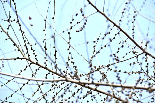 榆錢樹  春天發(fā)芽