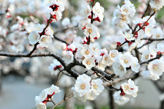 杏花 白色花