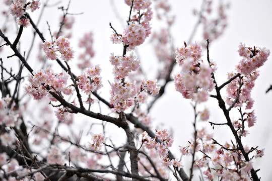 公園梅花