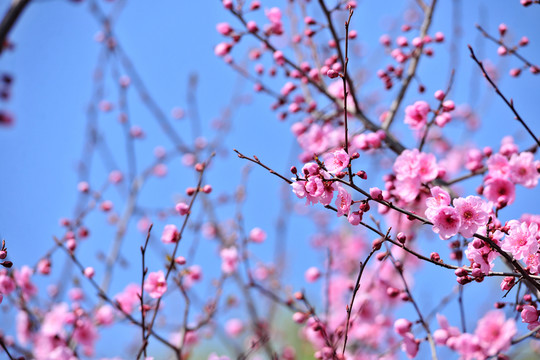 美女櫻 櫻花園