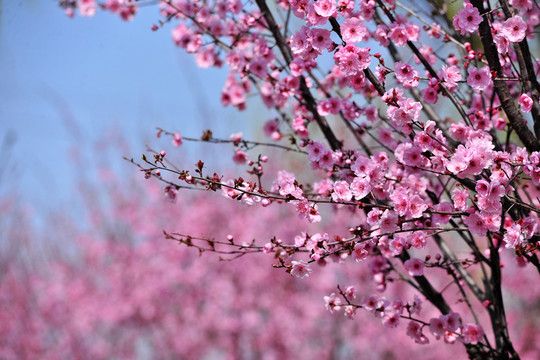 櫻花園 浪漫櫻花