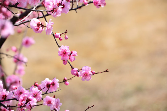 櫻花