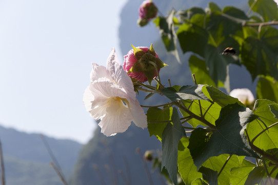 棉花植株