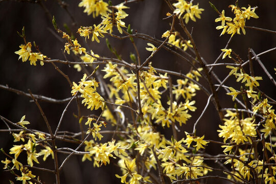 迎春花