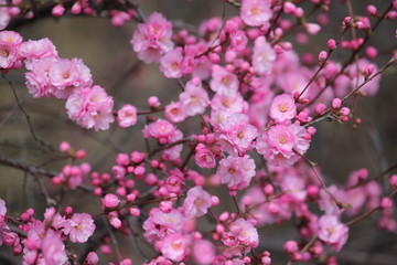 桃紅 花朵 花樹 春天