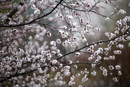 花朵 花樹(shù) 春天 鮮花