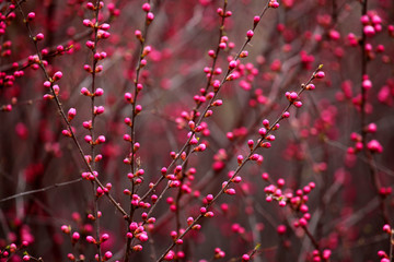 桃紅 花朵 花樹
