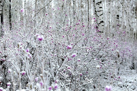 杜鵑花