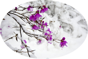 寒梅傲雪