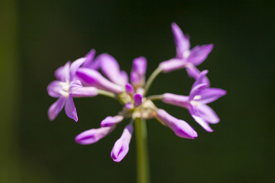 紫花特寫
