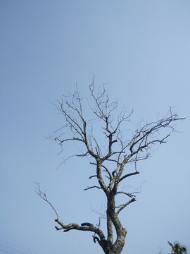 樹(shù)枝 枯樹(shù)枝