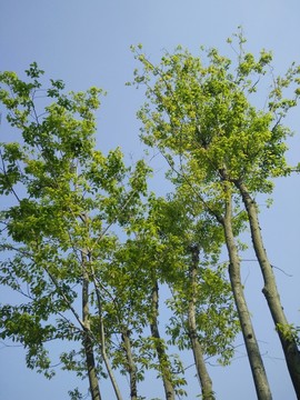 綠樹(shù)林
