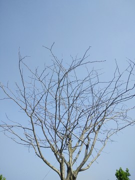 樹枝 枯樹枝