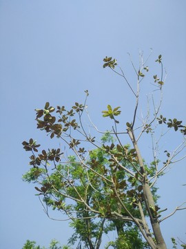 綠樹(shù)