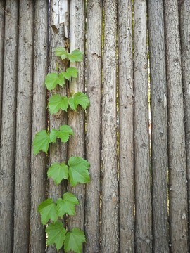木頭墻 爬山虎