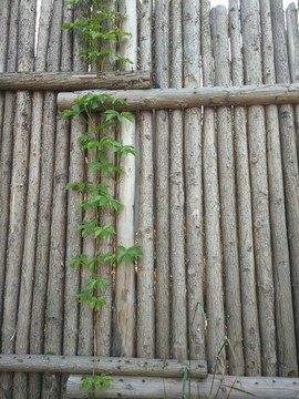 木頭墻 爬山虎
