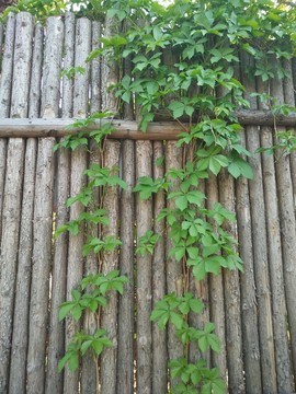 木頭墻 爬山虎