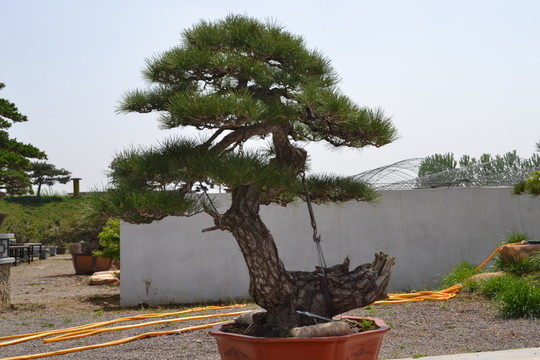 盆景