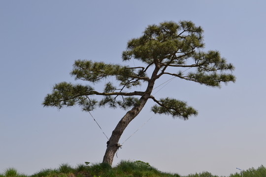盆景