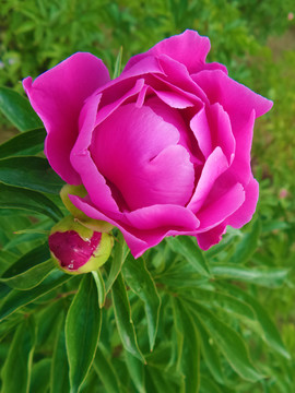 芍藥花
