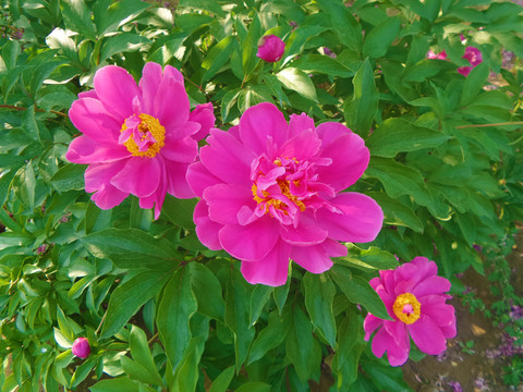 芍藥花