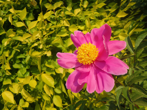 芍藥花