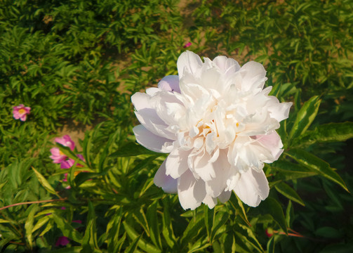 芍藥花