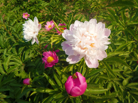 芍藥花
