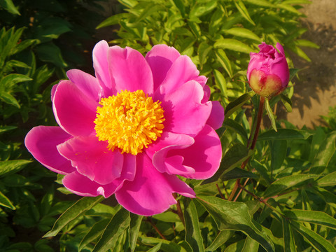 芍藥花