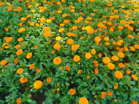 金盞菊