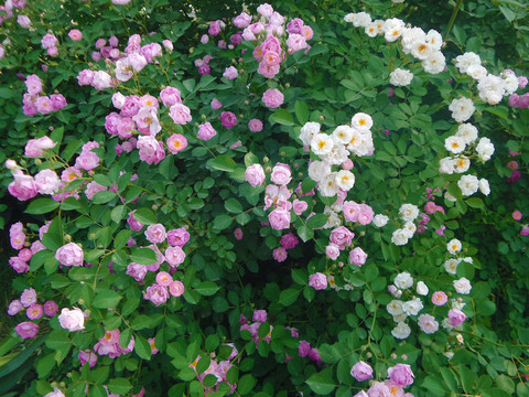 薔薇花