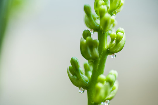 嫩芽露滴